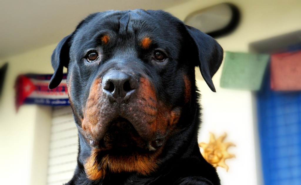 koba il magnifico...