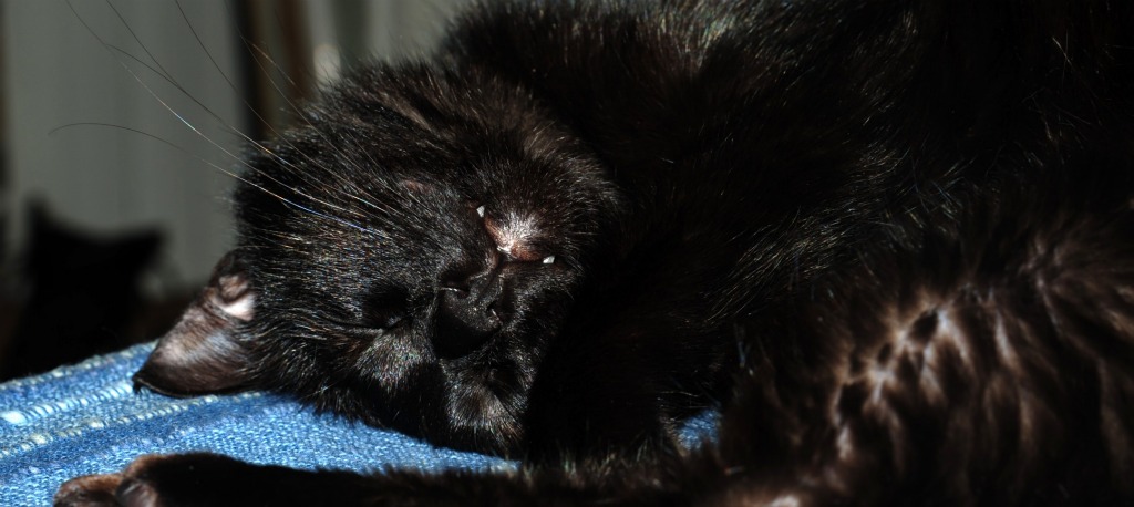 dolcezze di una gattina....ma se tira fuori i denti.......