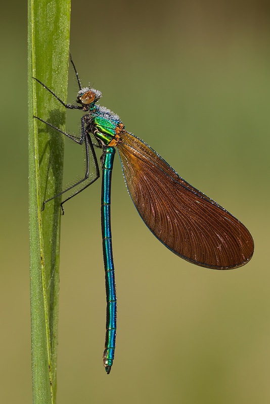 ...Calopteryx Virgo Merdionalis maschio....