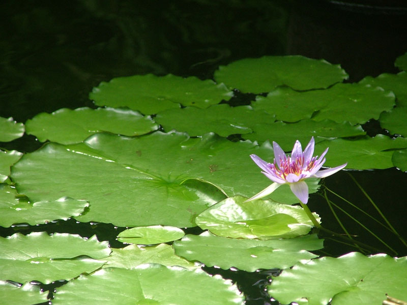 DSCF0536