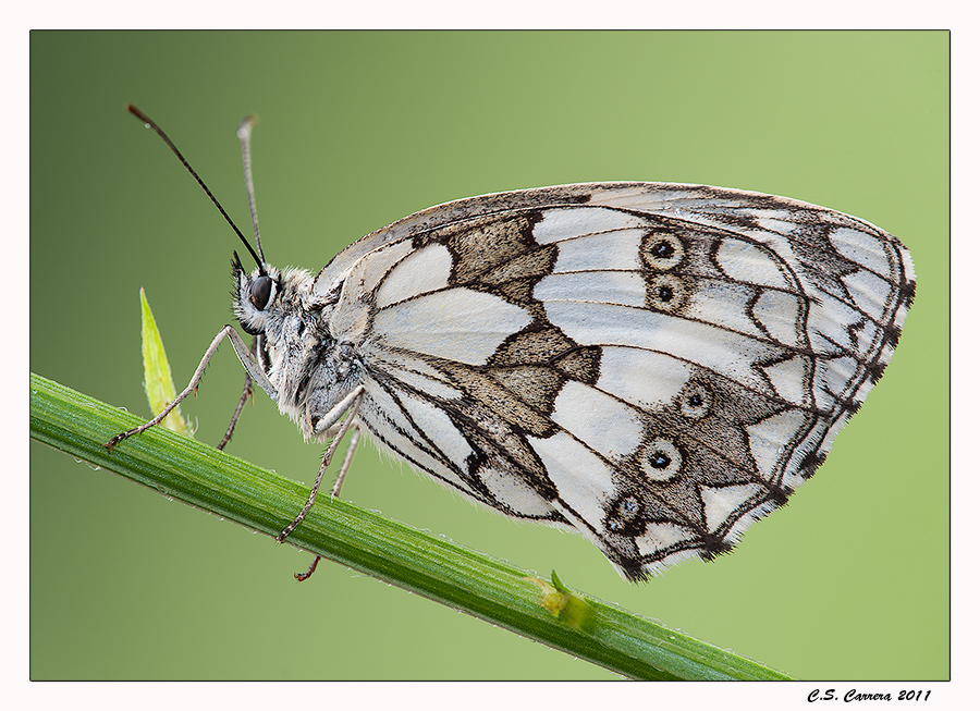 Melanargia Galathea