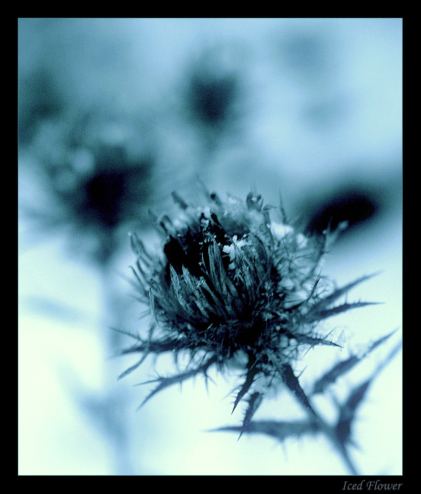 Iced Flower