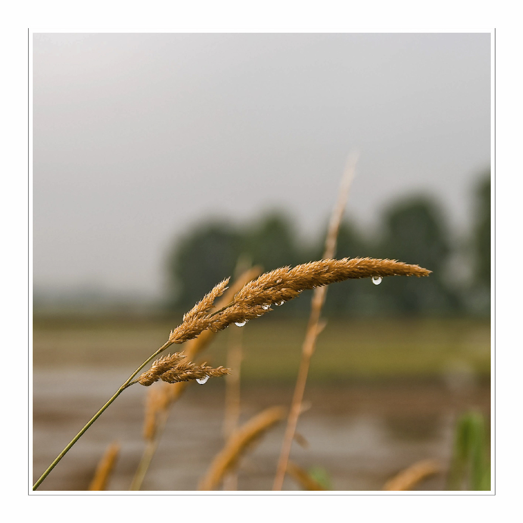 ISO100 f/3,5 1/500sec 55mm