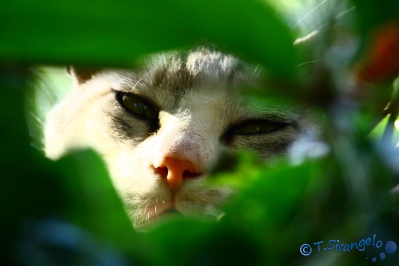 Spiando da dietro le foglie