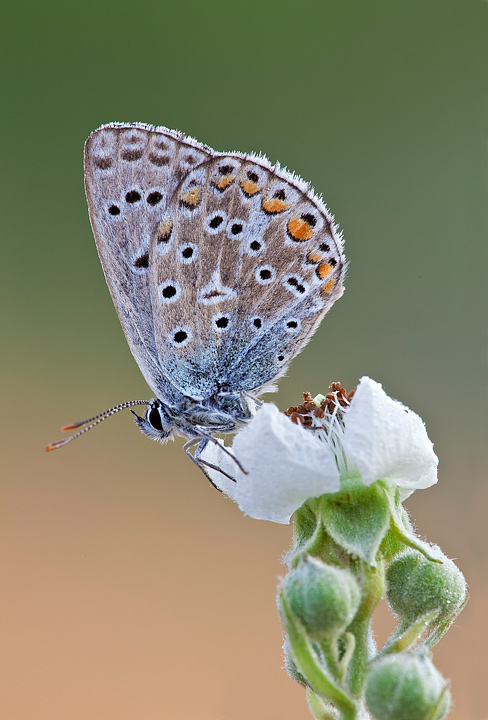 Polyommatus icarus