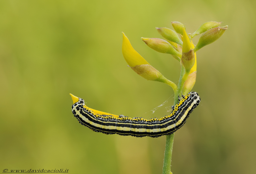 ginestra con apopestes spectrum noctuidae