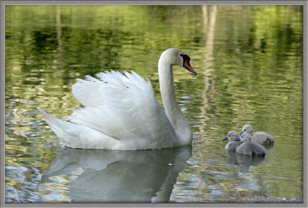 Mamma, diventer� bello anche io?