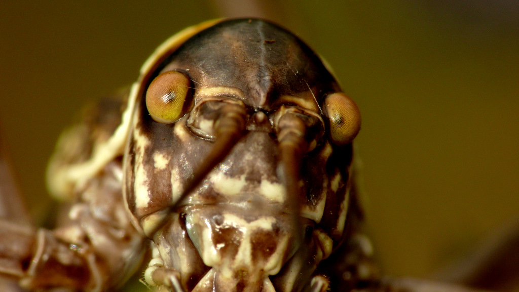 CI GUARDAVAMO NEGLIO OCCHI E.....PENSAVAMO