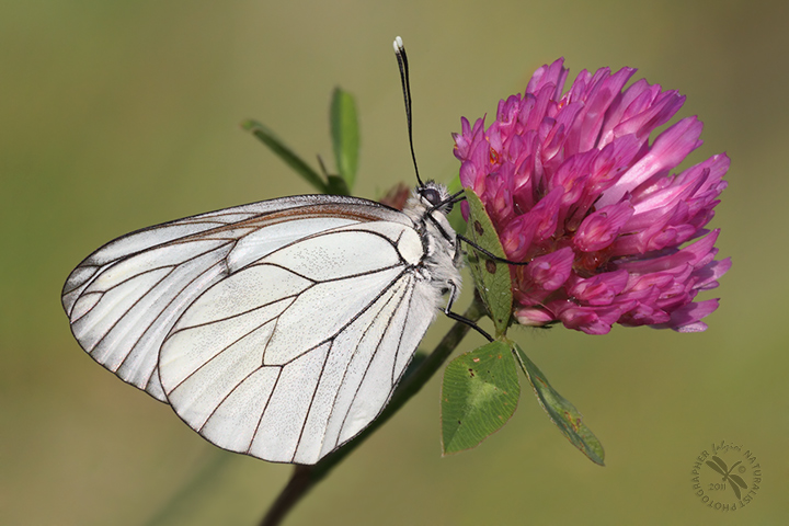 Dura Lux - Aporia crategi