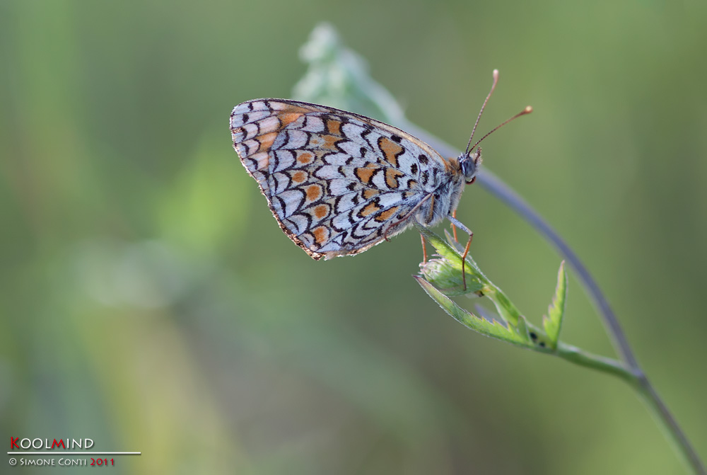 Melitea a mano libera