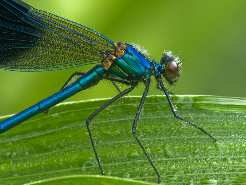 calopteryx splendens.... da vicino!!!