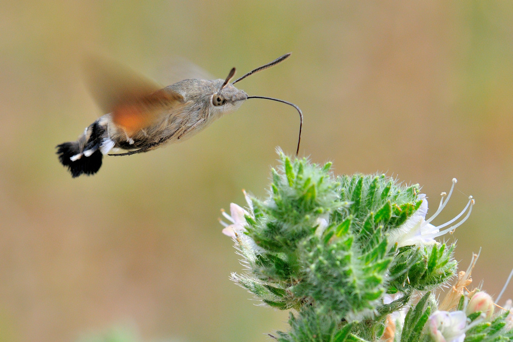 Macroglossa stellatarum