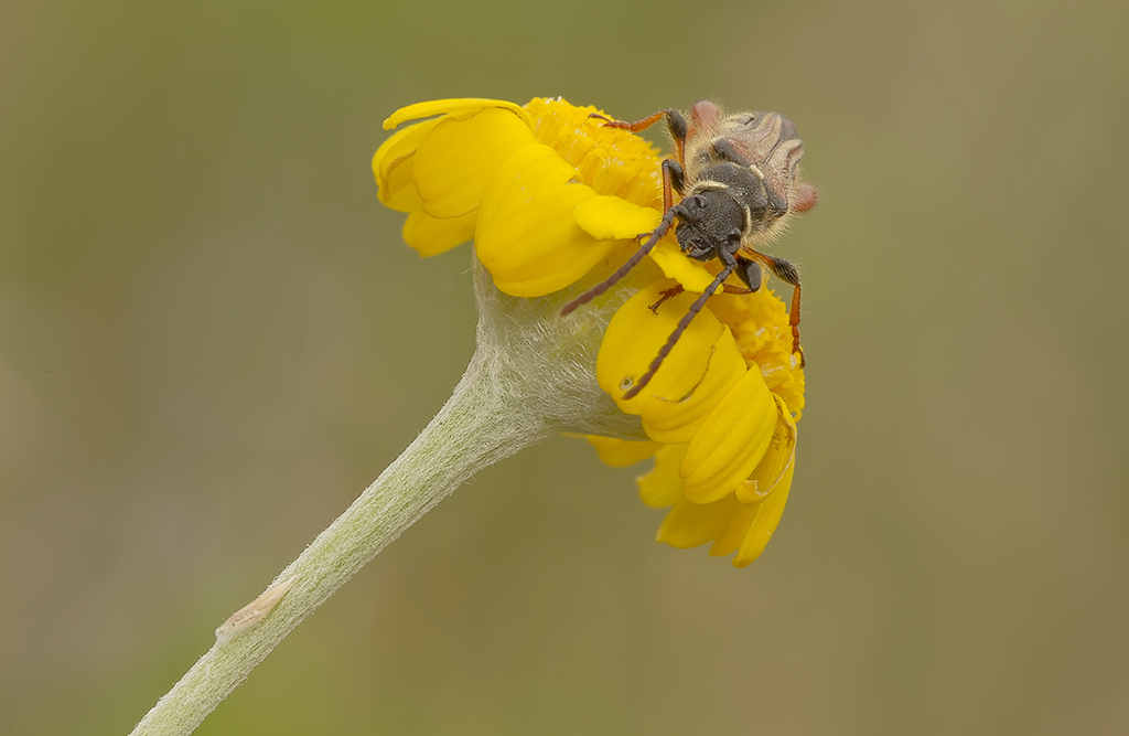 La sfida dell'imenottero