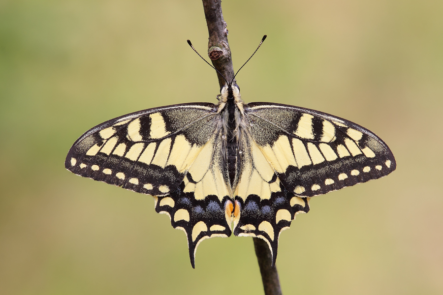 Il mio 1� Papillo Macaone...