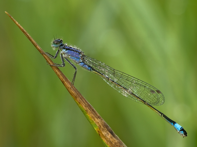 damigella....classica