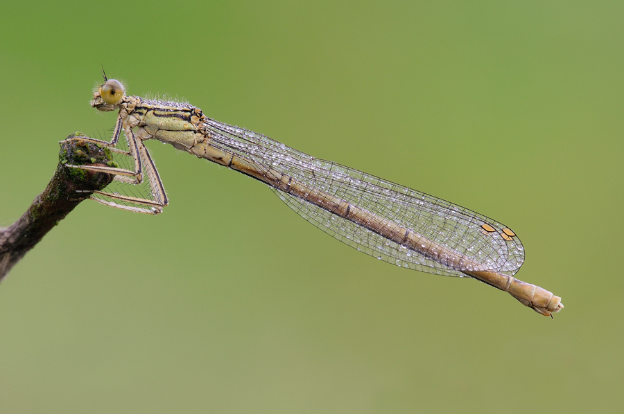 Platycnemis pennipes