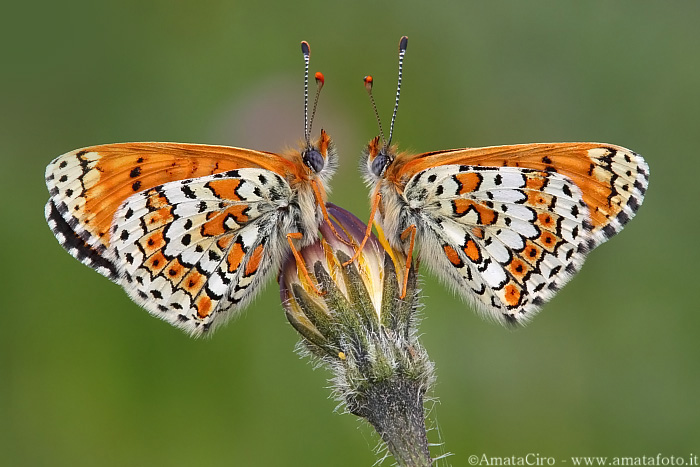 Melitaea cinxia (Linnaeus, 1758) - Nymphalidae Melitaeinae