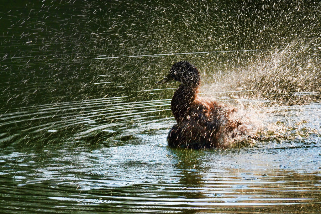 Il brutto anatroccolo