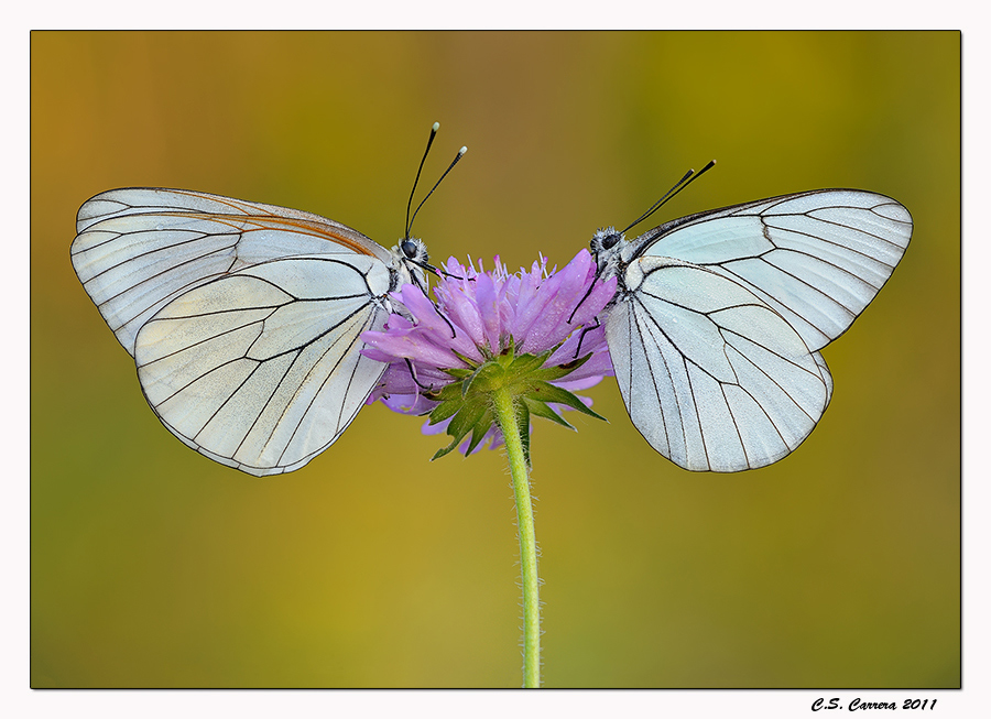 Pieridi del biancospino