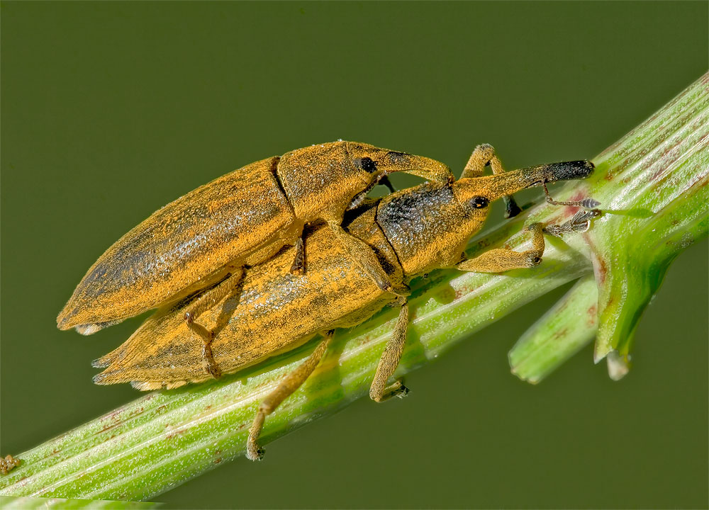 Lixus iridis