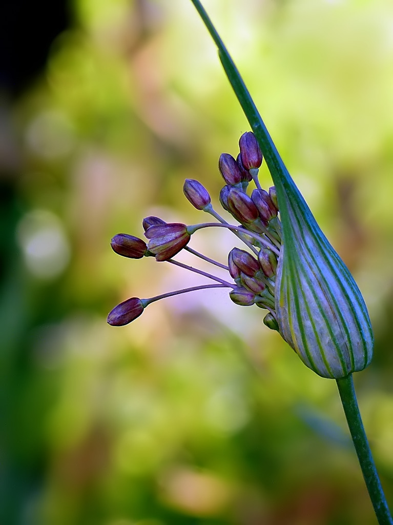 Spingi....che sbocciamo!!!