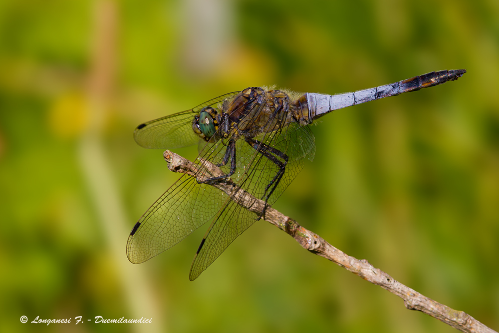 Orthetrum cancellatum (maschio)