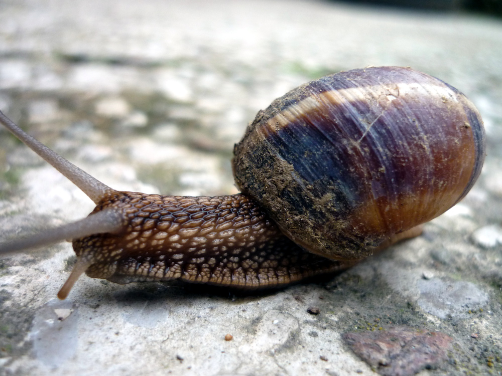 92  LA  CHIOCCIOLA.....