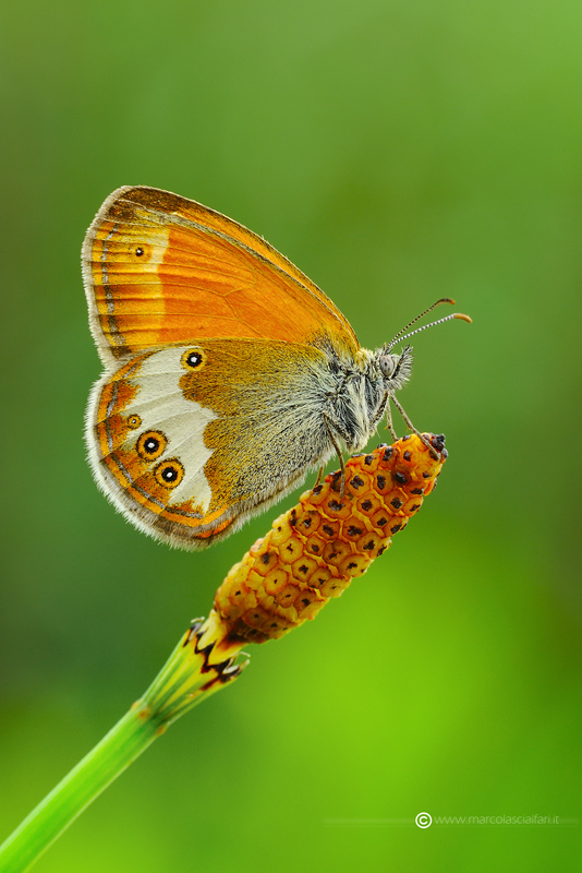 Coenonympha arcania