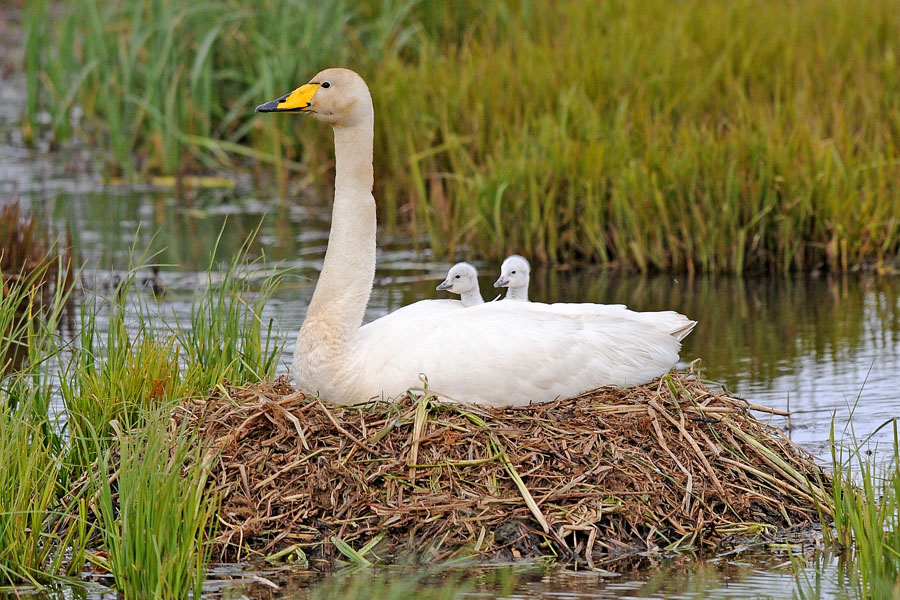 cigni selvatici(Iceland)