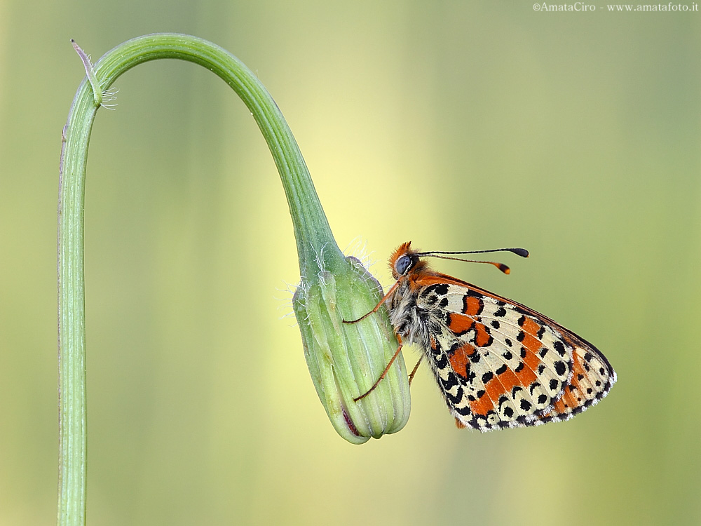 Melitaea didyma (Esper, 1779) - Nymphalidae Melitaeinae