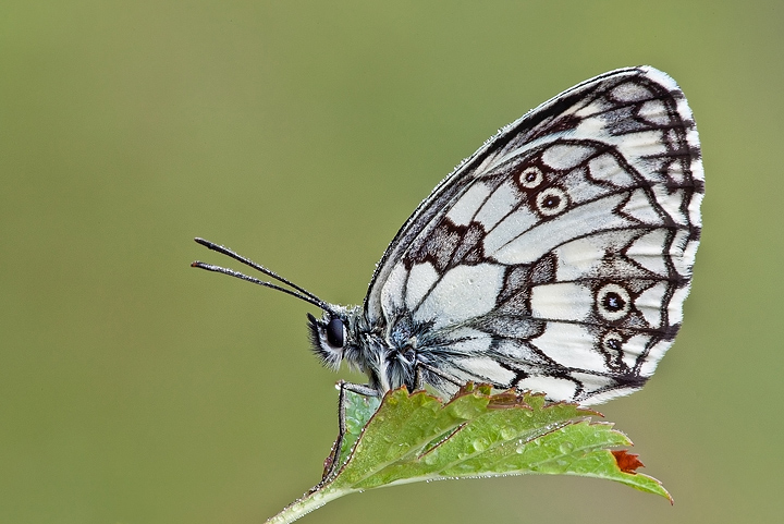 Melanargia