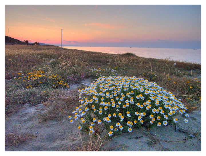 Casalbordino in fiore