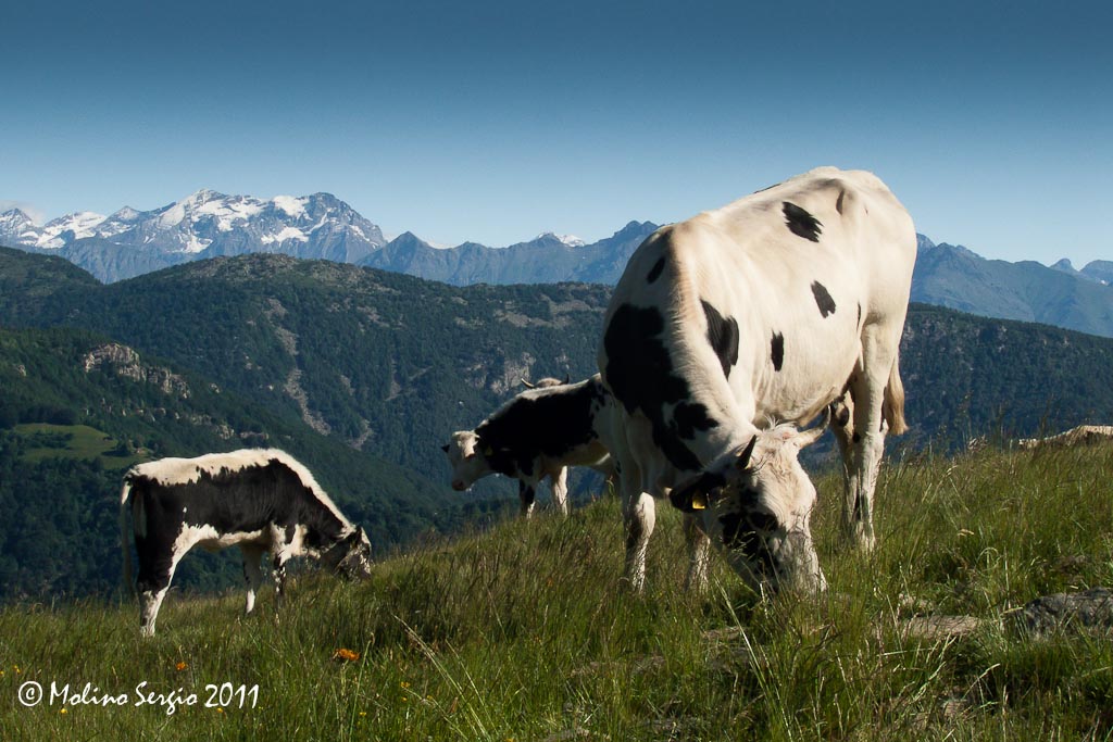 Mucche al pascolo