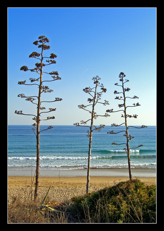 alberelli in vacanza al mare...