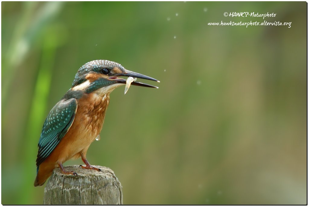 Martin Pescatore con Pesce#2