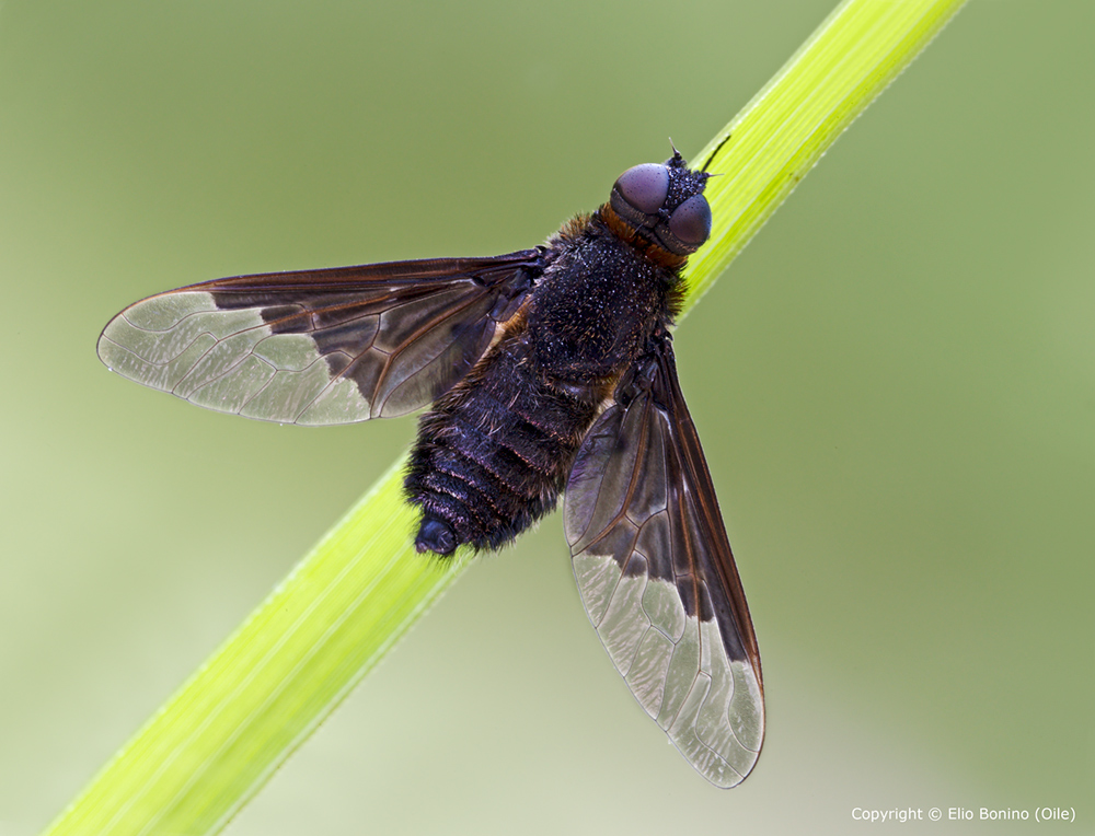 Hemipenthes morio - Bombyliidae