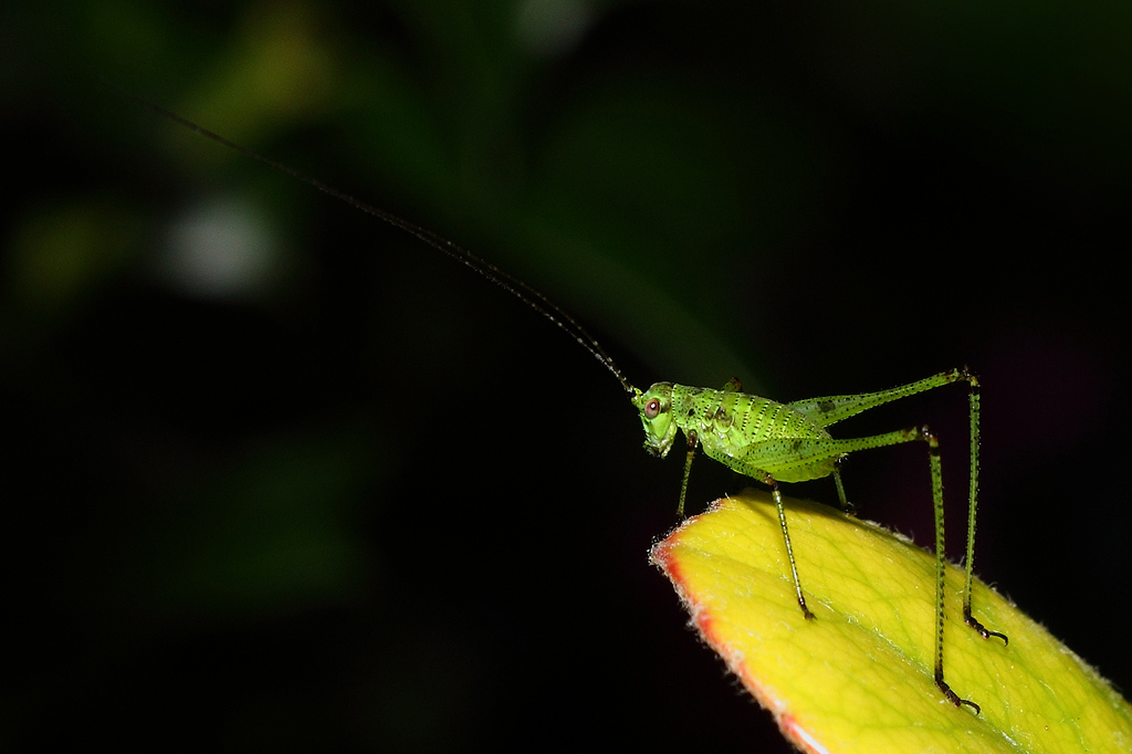 Grillo o cavalletta?