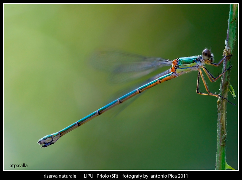 Lestes viridis