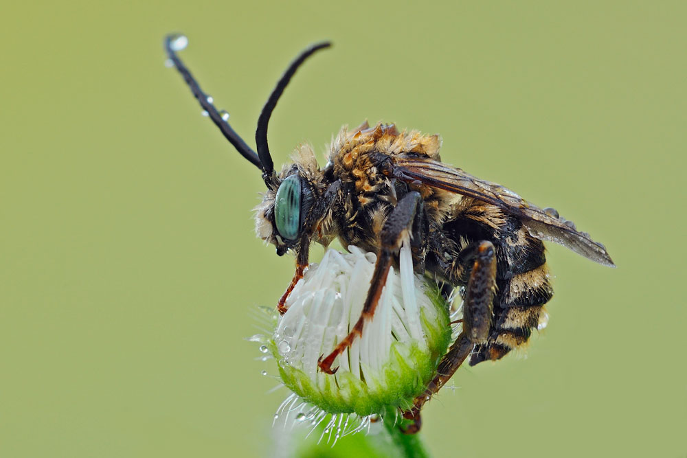 Eucera sp.