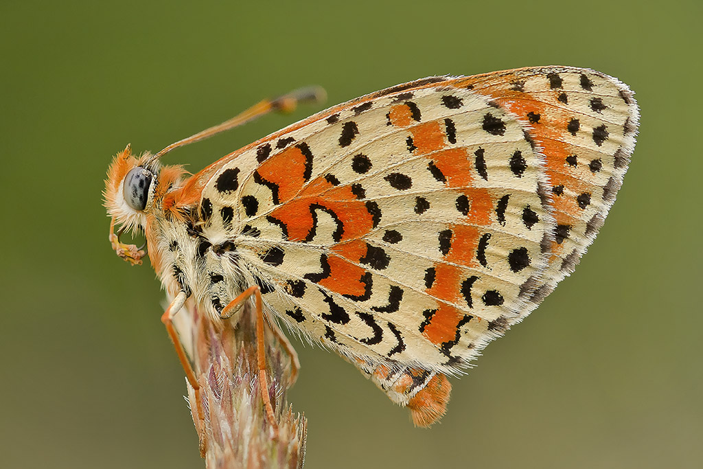 melitaea cassica in classica posa