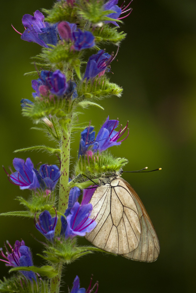 A caccia di Macro .... senza obiettivo!