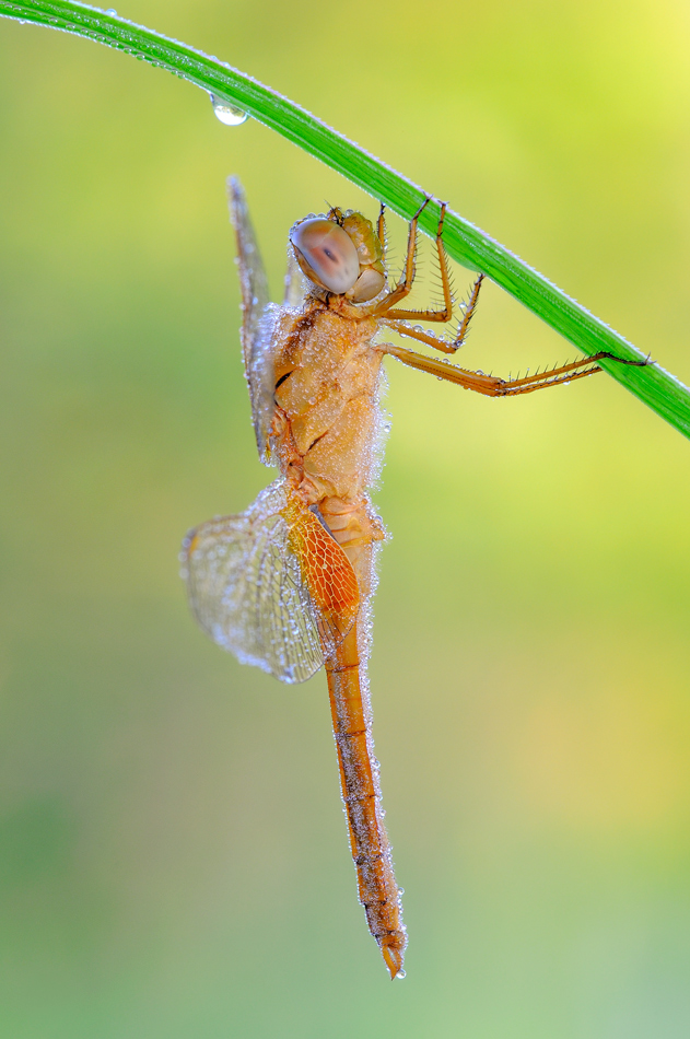 Crocothemis erythraea