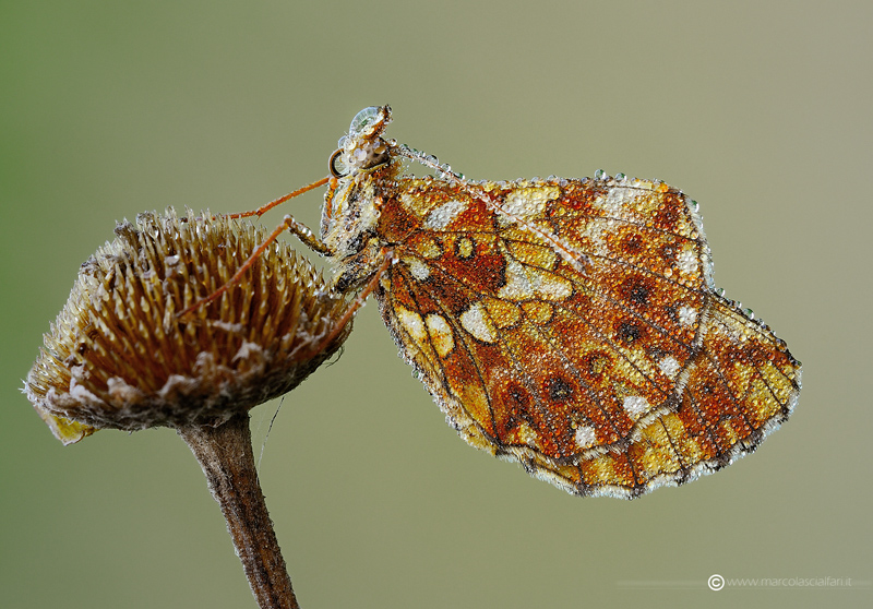 Boloria clossiana dia