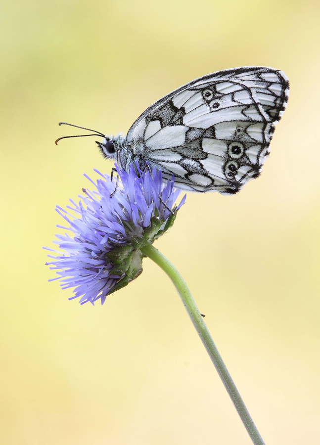 Melanargia galathea