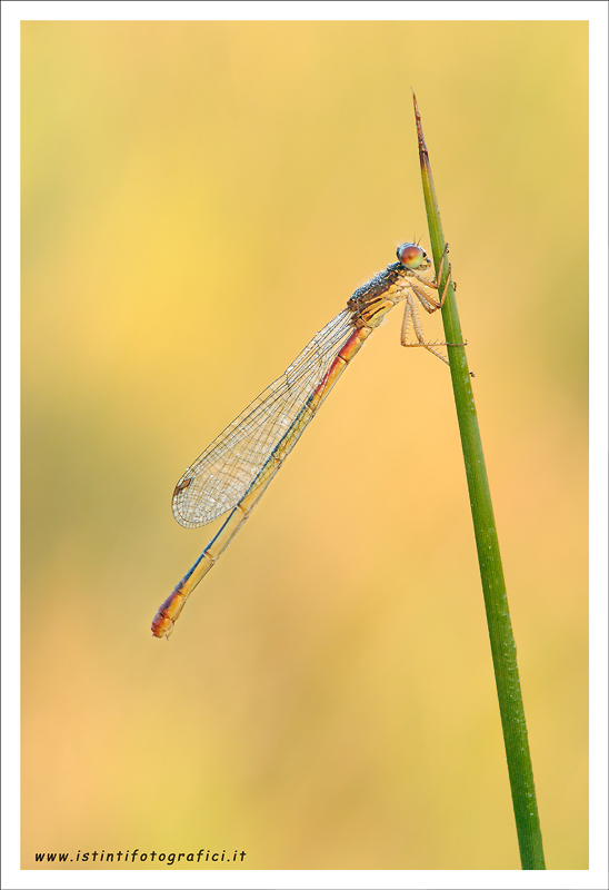 La pi� bella luce!!!