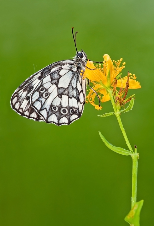 Melanargia