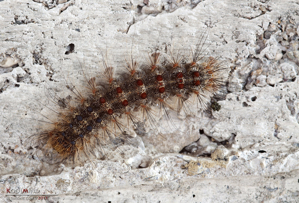 Sembra lui, ma � un parente