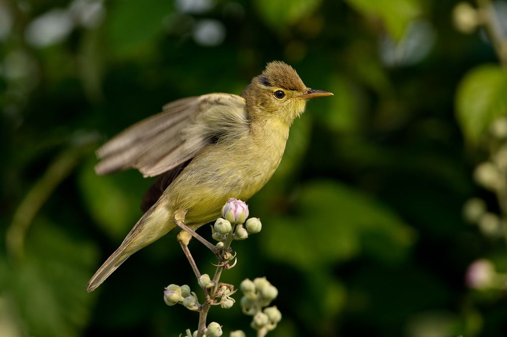 Canapino (Hippolais polyglotta)