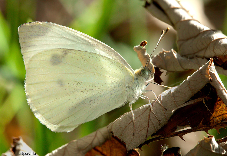 foto  tessera. 2 (con pannello riflettente)
