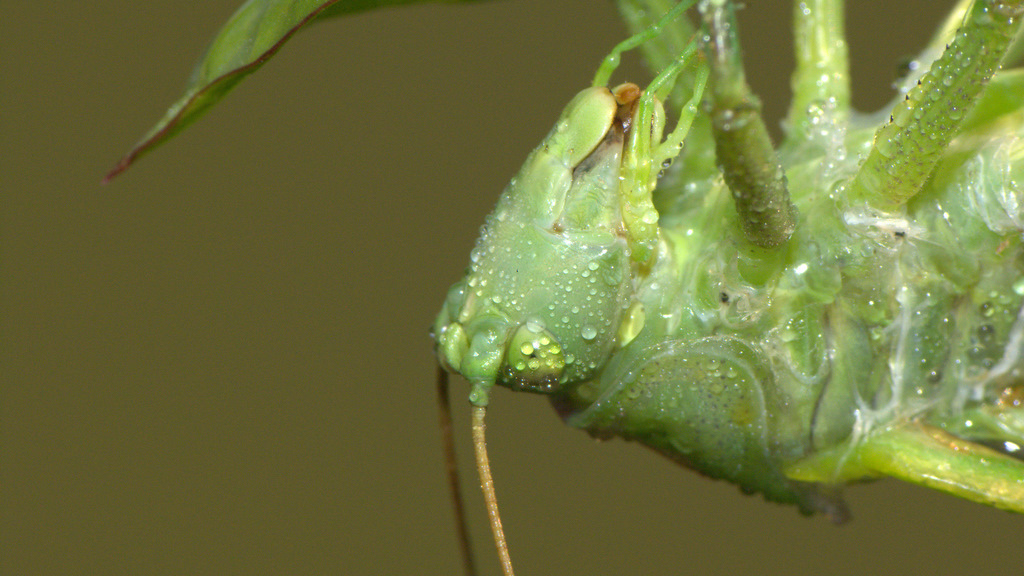NINFA CHE ABBANDONA L'ESOSCHELETRO